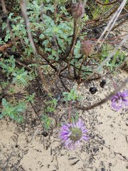 Monardella undulata