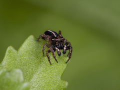 Attulus monstrabilis