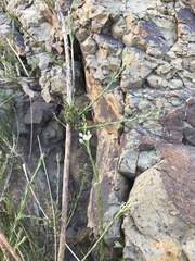 Gomphostigma virgatum