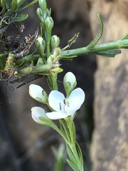 Gomphostigma virgatum