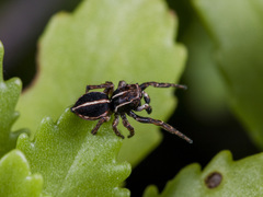 Attulus monstrabilis