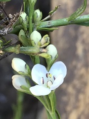 Gomphostigma virgatum