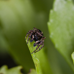 Attulus monstrabilis