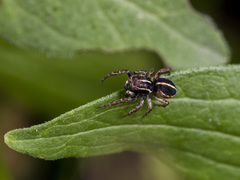 Attulus monstrabilis