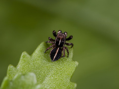 Attulus monstrabilis