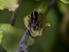 Attulus monstrabilis