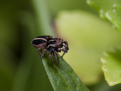 Attulus monstrabilis