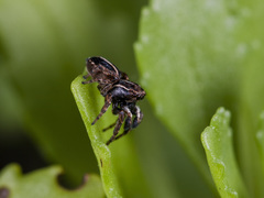 Attulus monstrabilis