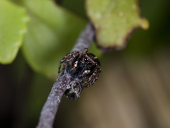 Attulus monstrabilis