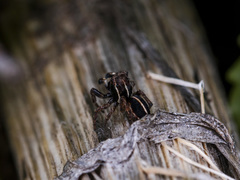 Attulus monstrabilis