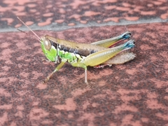 Caryanda spuria