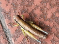 Caryanda spuria