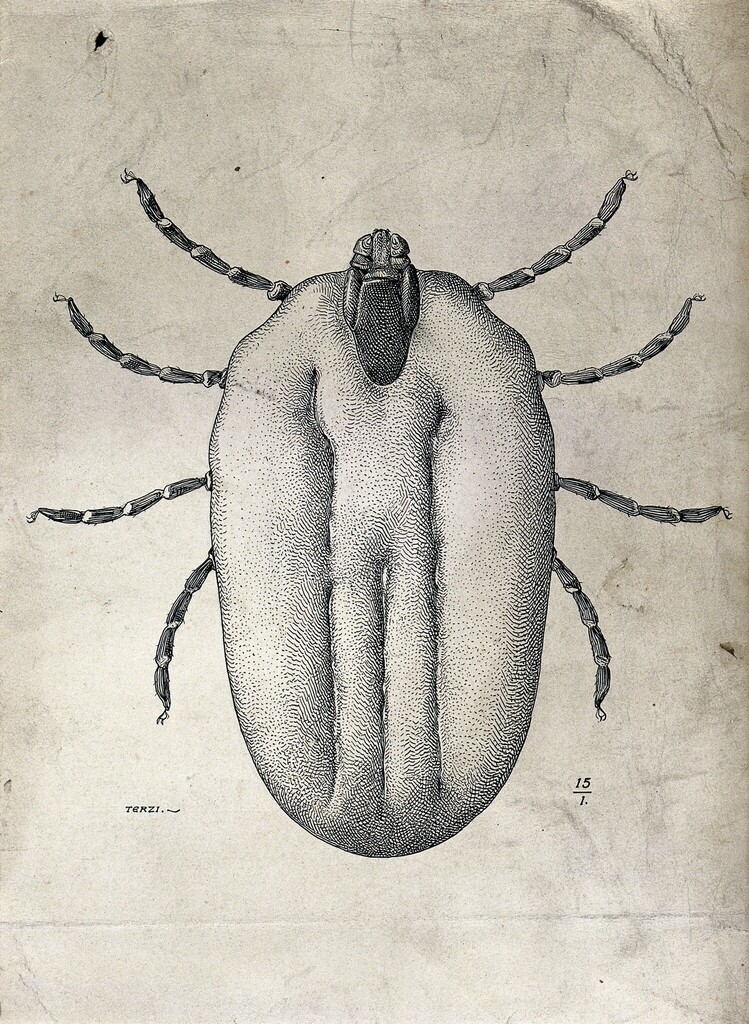 Cattle tick