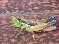 Caryanda spuria