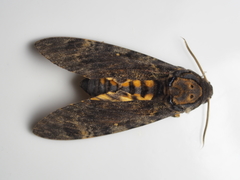 Acherontia styx