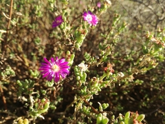 Delosperma pageanum
