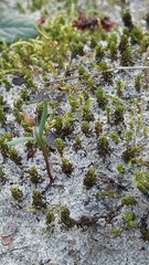 Pterigynandrum filiforme