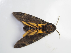 Acherontia styx
