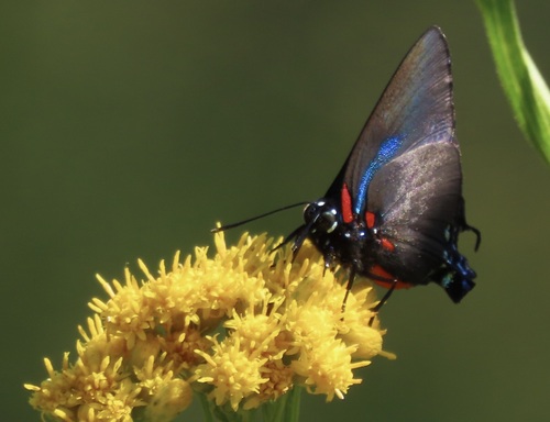 Great Purple Hairstreak photo 6