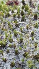 Pterigynandrum filiforme