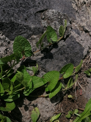Aristolochia brevipes (Aristolochia brevipes)