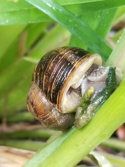 Cornu aspersum
