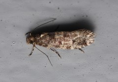 Parochmastis hilderi