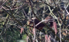 Sciurus vulgaris
