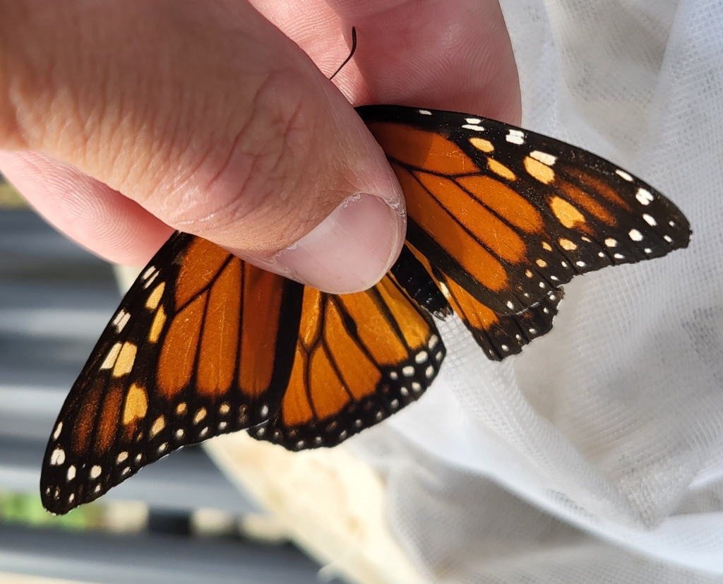 Monarch from Warren, MI 48092, USA on September 19, 2023 at 04:23 PM by ...