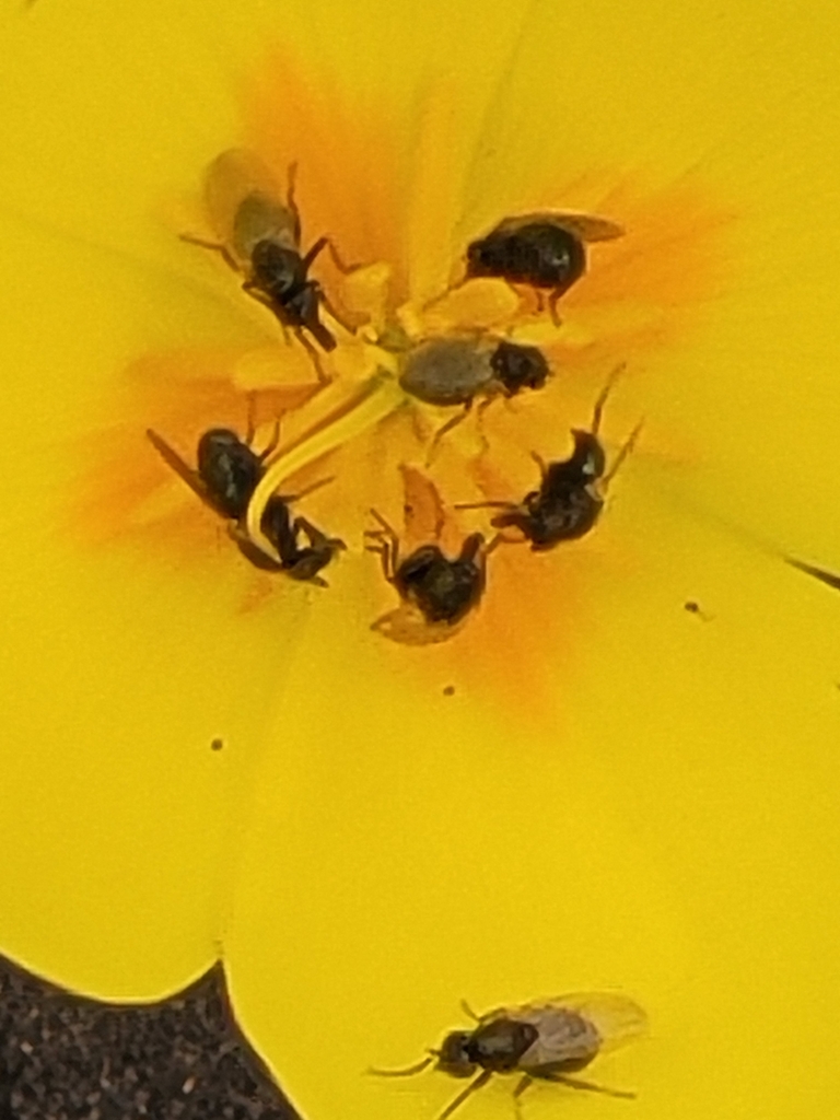 Who Flies Into Sonoma County Airport Who Flies Into Sonoma County Airport