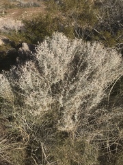Tetradymia stenolepis