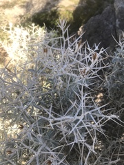 Tetradymia stenolepis