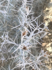 Tetradymia stenolepis