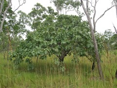 Terminalia ferdinandiana
