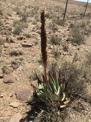 Aloe broomii