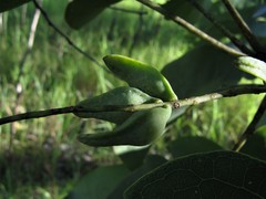 Terminalia ferdinandiana