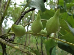 Terminalia ferdinandiana