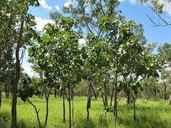 Terminalia ferdinandiana