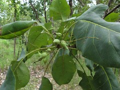 Terminalia ferdinandiana