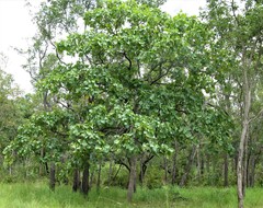 Terminalia ferdinandiana