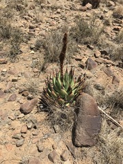 Aloe broomii