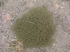 Euphorbia parishii