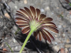 Dimorphotheca acutifolia