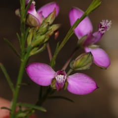 Polygala umbellata