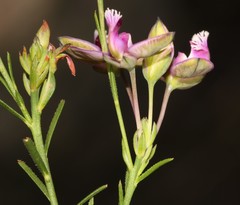 Polygala umbellata