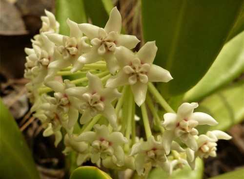 Subspecies Hoya australis rupicola · iNaturalist