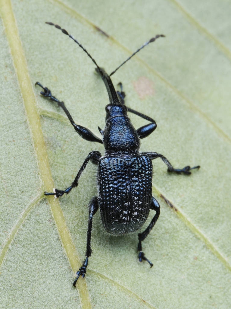 Cyllorhynchites cumulatus