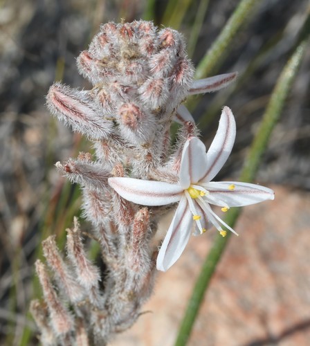 Trachyandra hirsutiflora