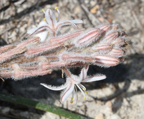 Trachyandra hirsutiflora