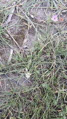 Romulea columnae